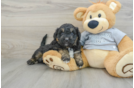 Mini Aussiedoodle Puppy for Adoption