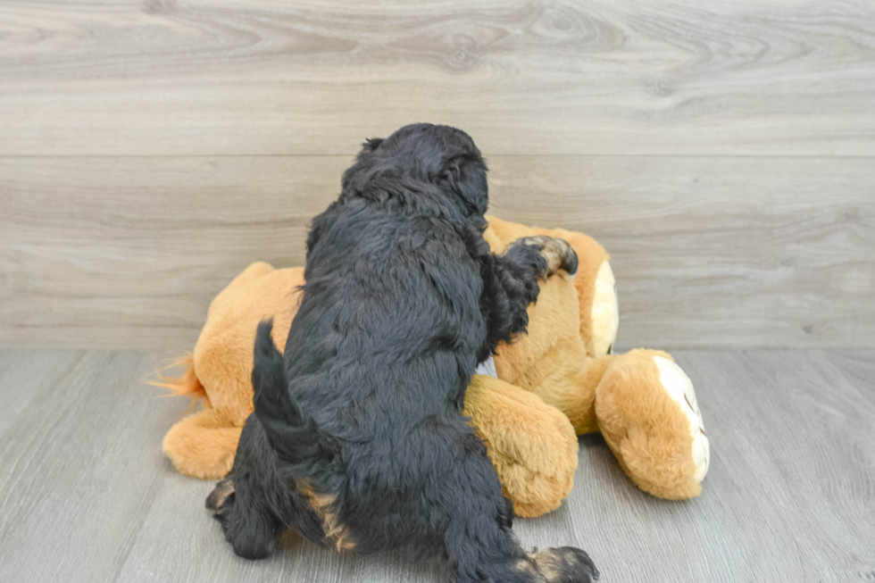 Happy Mini Aussiedoodle Baby