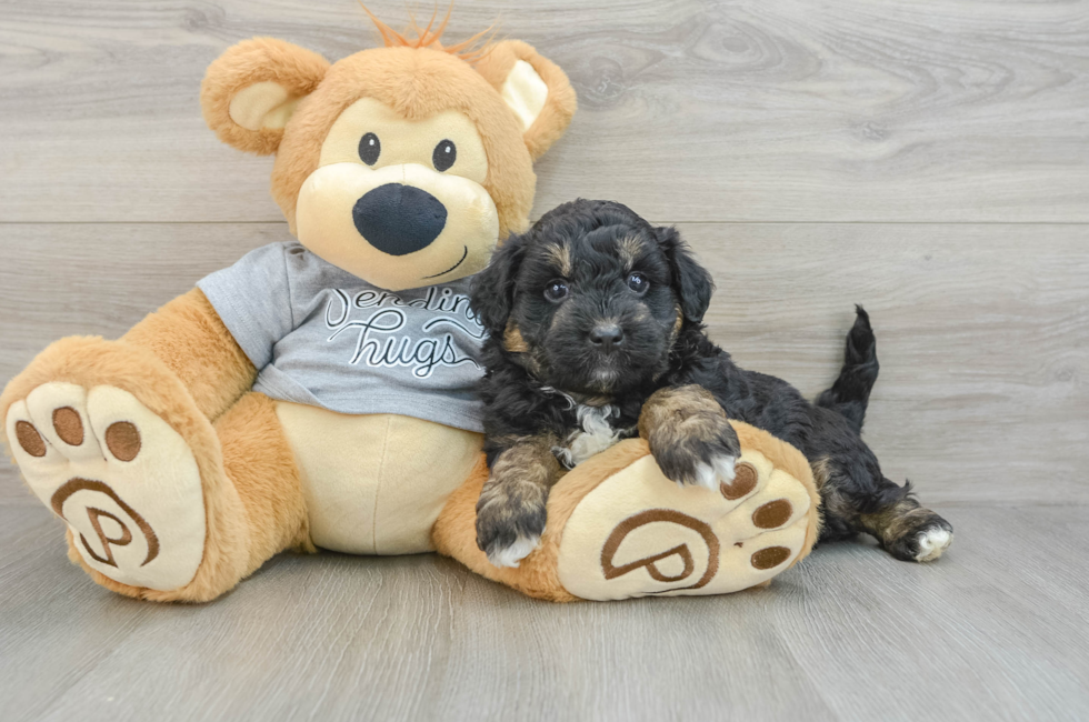 6 week old Mini Aussiedoodle Puppy For Sale - Windy City Pups