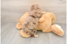 Hypoallergenic Aussiepoo Poodle Mix Puppy