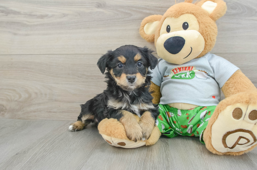 6 week old Mini Aussiedoodle Puppy For Sale - Windy City Pups