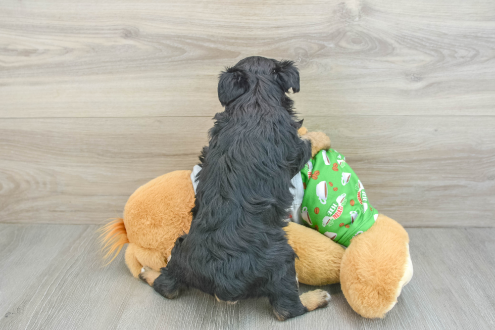 Small Mini Aussiedoodle Baby