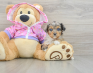 7 week old Mini Aussiedoodle Puppy For Sale - Windy City Pups