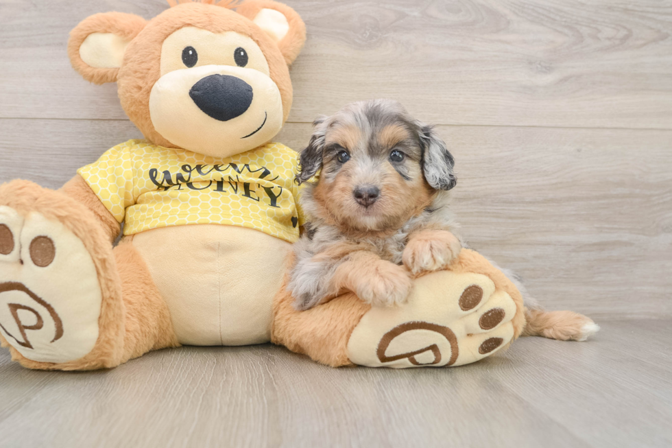 Popular Mini Aussiedoodle Poodle Mix Pup