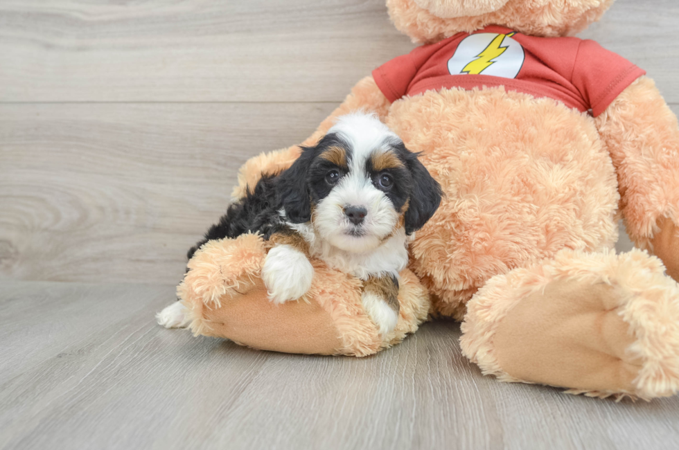 8 week old Mini Aussiedoodle Puppy For Sale - Windy City Pups