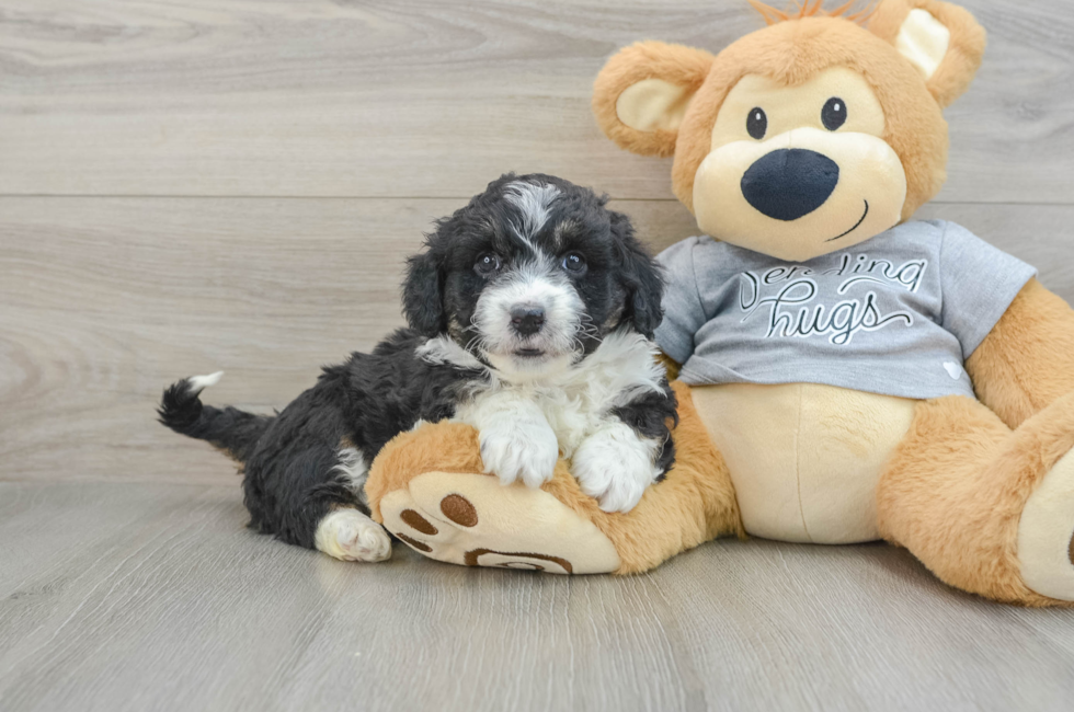 6 week old Mini Aussiedoodle Puppy For Sale - Windy City Pups