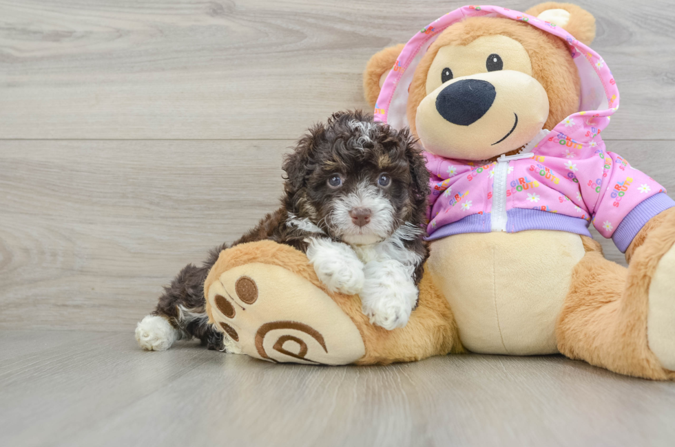 5 week old Mini Aussiedoodle Puppy For Sale - Windy City Pups