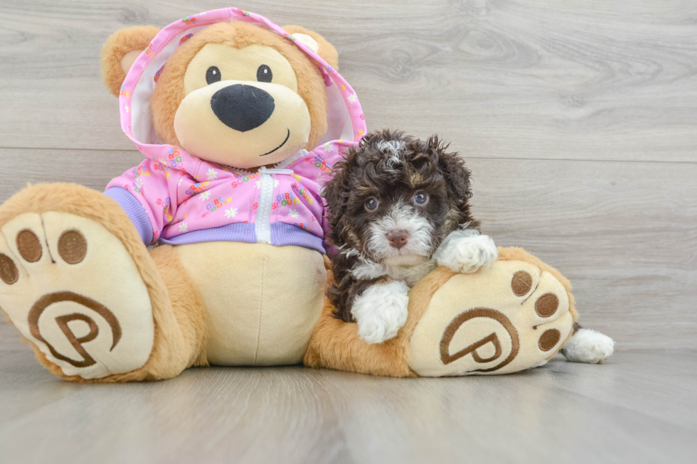 Funny Mini Aussiedoodle Poodle Mix Pup