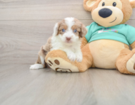 7 week old Mini Aussiedoodle Puppy For Sale - Windy City Pups