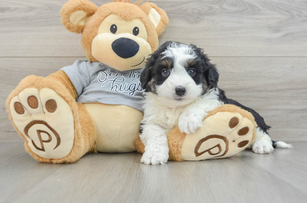 6 week old Mini Aussiedoodle Puppy For Sale - Windy City Pups