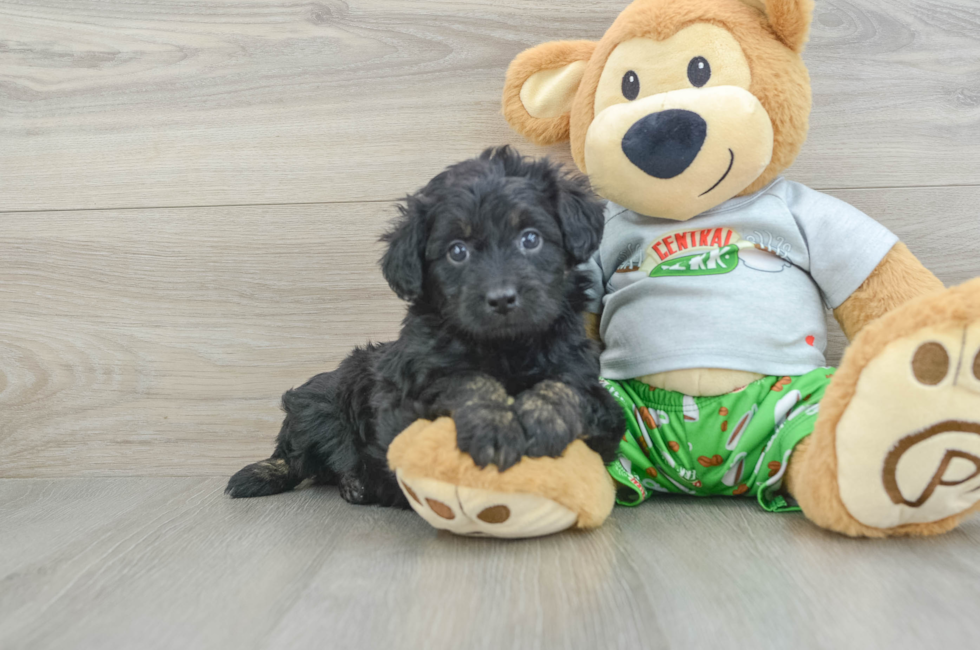 6 week old Mini Aussiedoodle Puppy For Sale - Windy City Pups