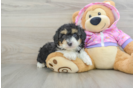 Fluffy Mini Aussiedoodle Poodle Mix Pup