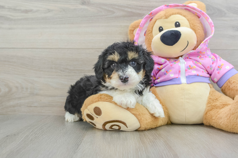 5 week old Mini Aussiedoodle Puppy For Sale - Windy City Pups