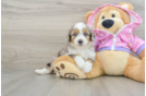 Hypoallergenic Aussiepoo Poodle Mix Puppy