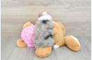 Best Mini Aussiedoodle Baby