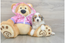 Cute Mini Aussiedoodle Baby