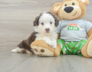 7 week old Mini Aussiedoodle Puppy For Sale - Windy City Pups
