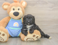 6 week old Mini Aussiedoodle Puppy For Sale - Windy City Pups
