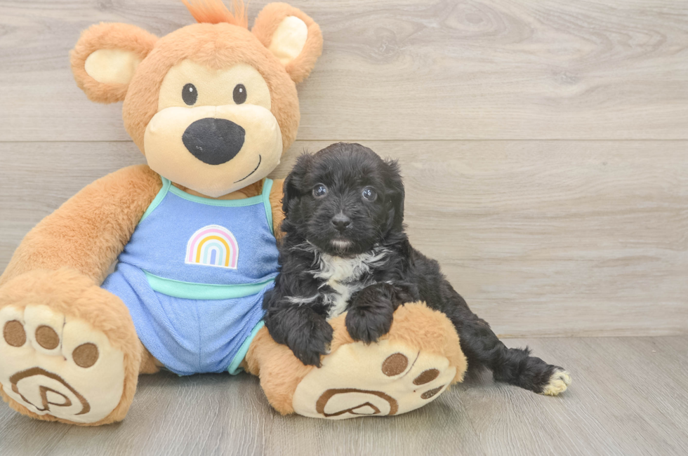 6 week old Mini Aussiedoodle Puppy For Sale - Windy City Pups