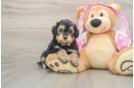 Mini Aussiedoodle Puppy for Adoption