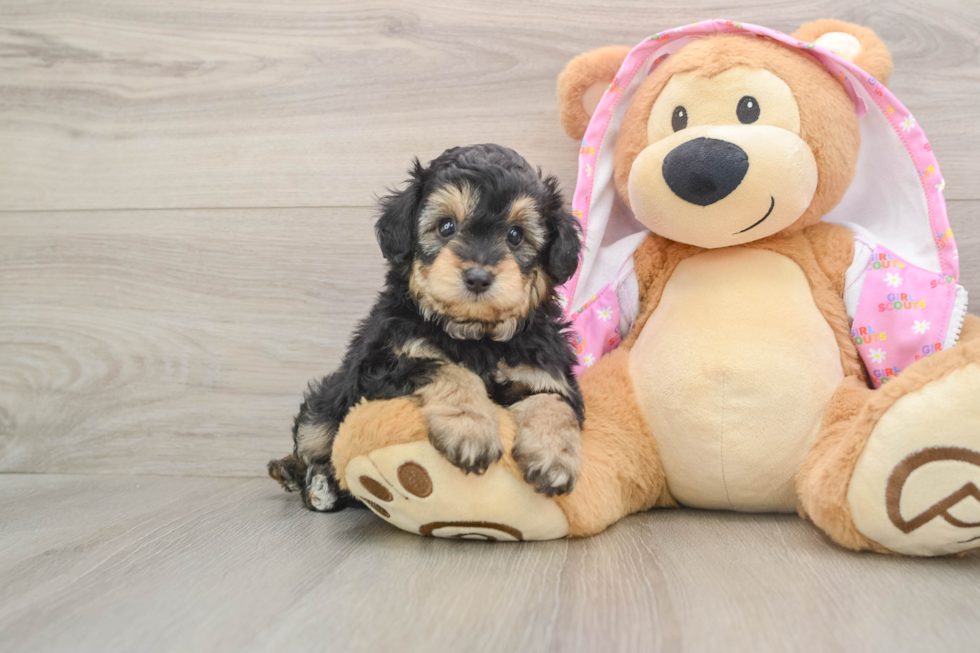 Mini Aussiedoodle Puppy for Adoption