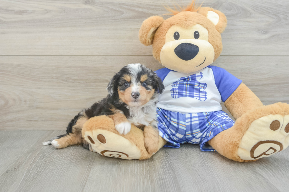 6 week old Mini Aussiedoodle Puppy For Sale - Windy City Pups