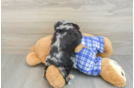 Fluffy Mini Aussiedoodle Poodle Mix Pup