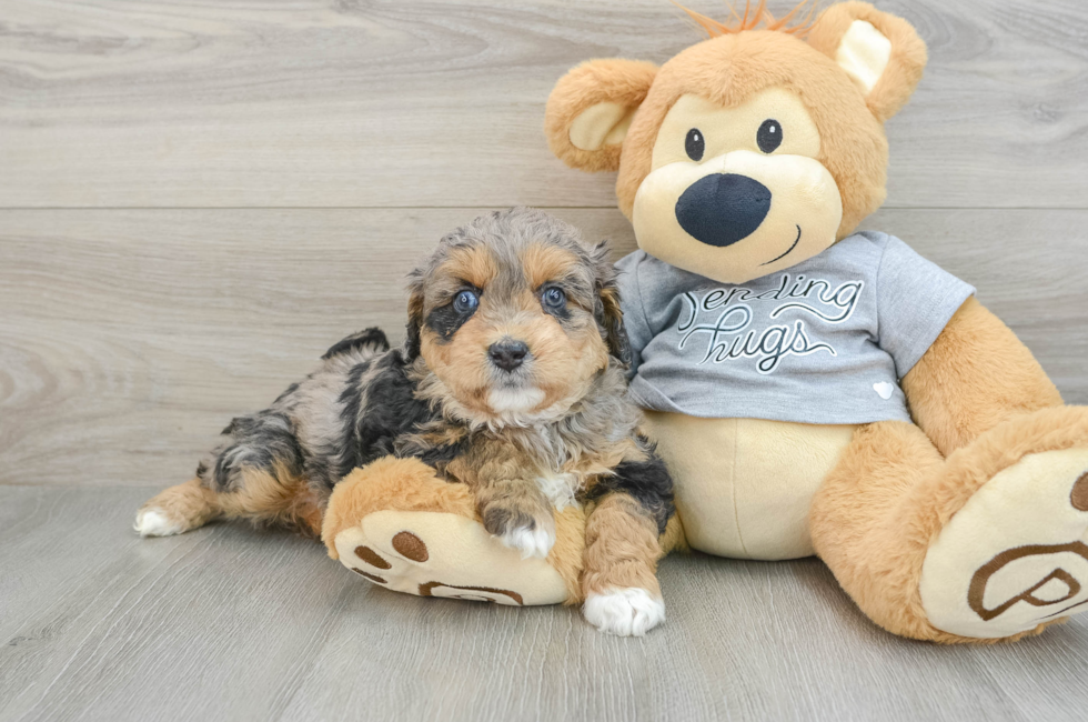 6 week old Mini Aussiedoodle Puppy For Sale - Windy City Pups