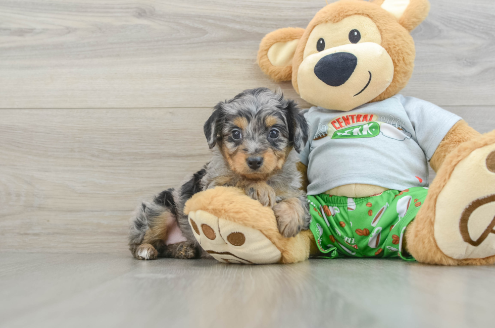 6 week old Mini Aussiedoodle Puppy For Sale - Windy City Pups