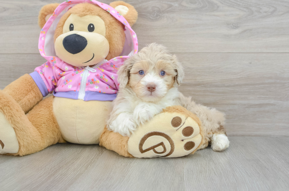 5 week old Mini Aussiedoodle Puppy For Sale - Windy City Pups