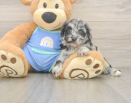 7 week old Mini Aussiedoodle Puppy For Sale - Windy City Pups