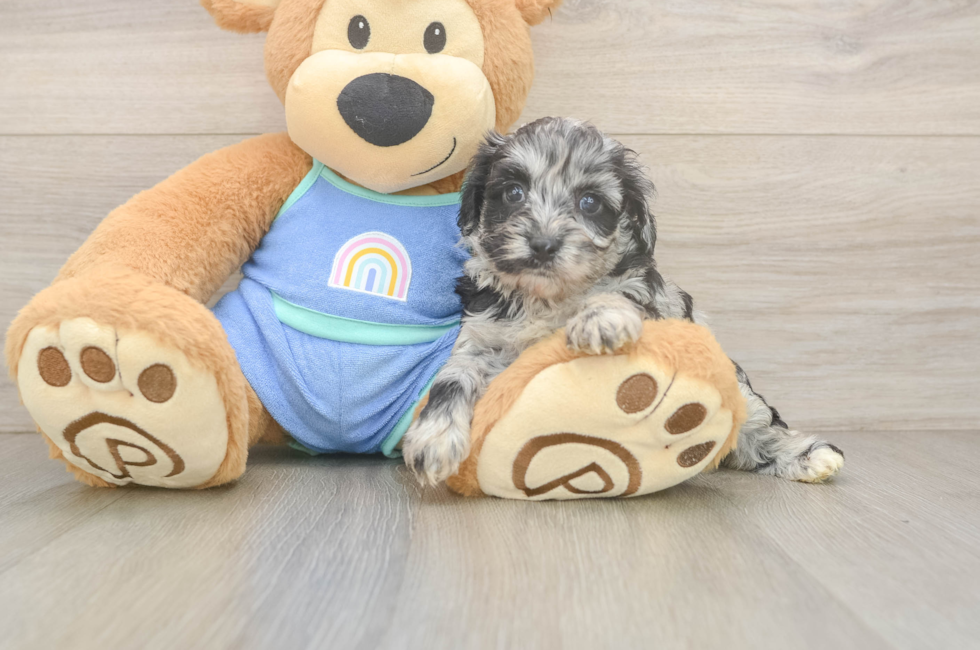 6 week old Mini Aussiedoodle Puppy For Sale - Windy City Pups