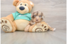 Playful Mini Aussiepoodle Poodle Mix Puppy