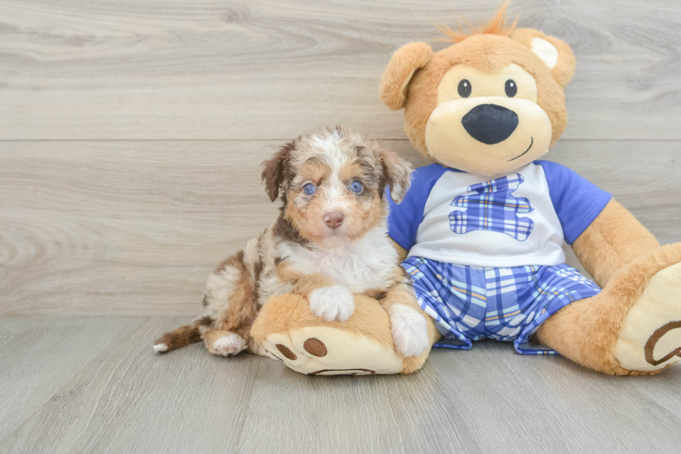 Cute Mini Aussiedoodle Baby