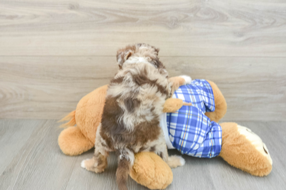 Friendly Mini Aussiedoodle Baby