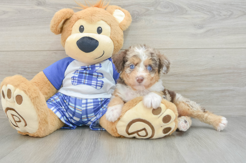 6 week old Mini Aussiedoodle Puppy For Sale - Windy City Pups