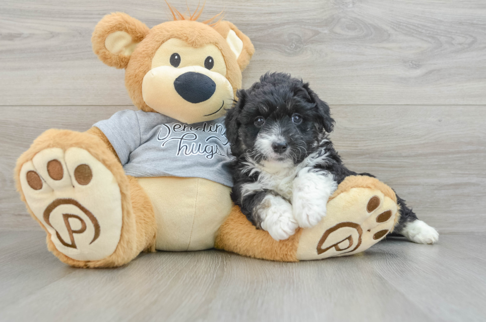 6 week old Mini Aussiedoodle Puppy For Sale - Windy City Pups