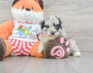 9 week old Mini Aussiedoodle Puppy For Sale - Windy City Pups