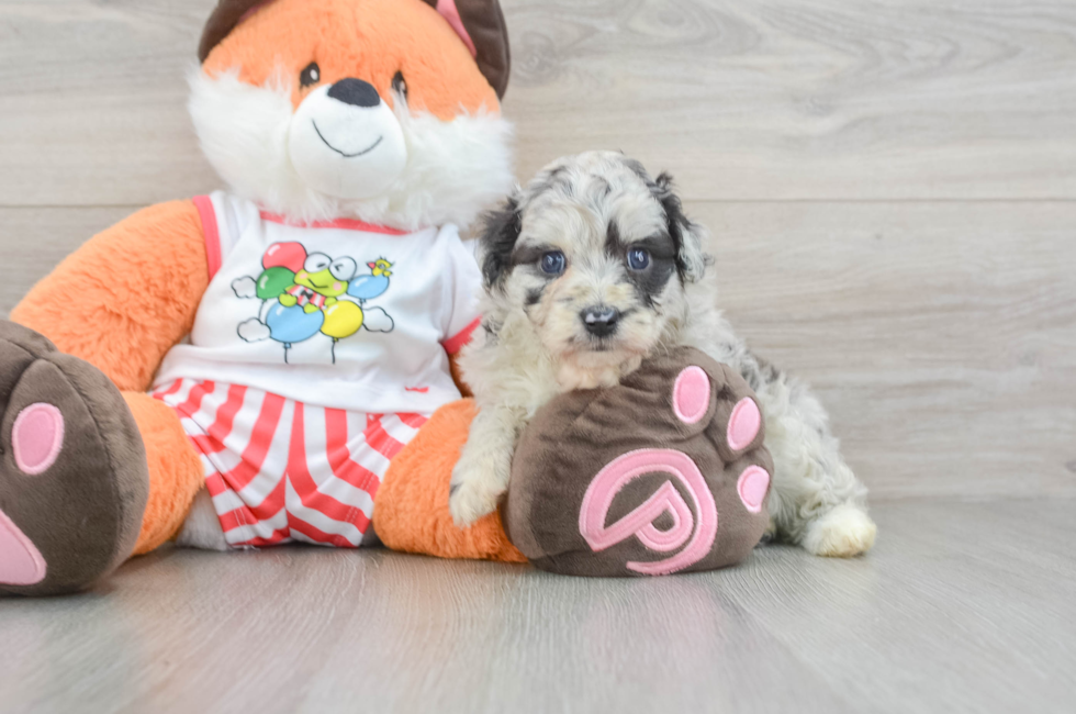 6 week old Mini Aussiedoodle Puppy For Sale - Windy City Pups