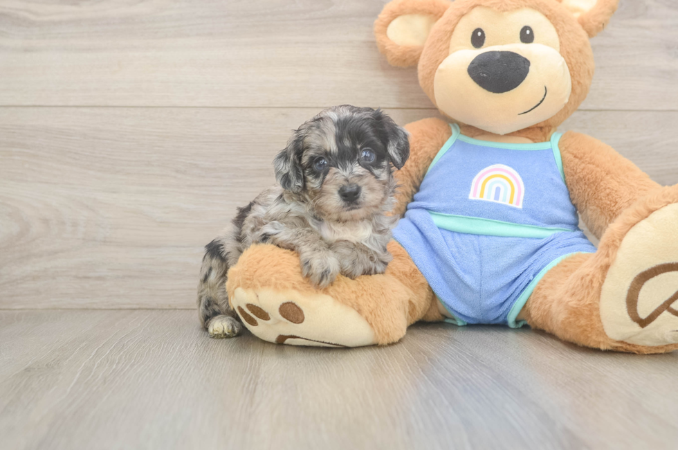 6 week old Mini Aussiedoodle Puppy For Sale - Windy City Pups