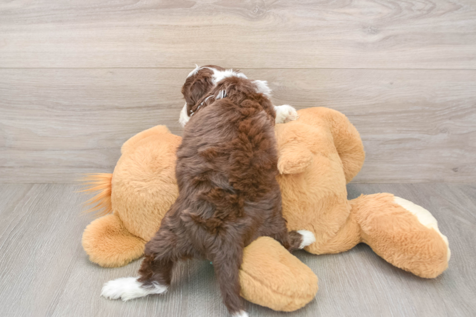 Best Mini Aussiedoodle Baby