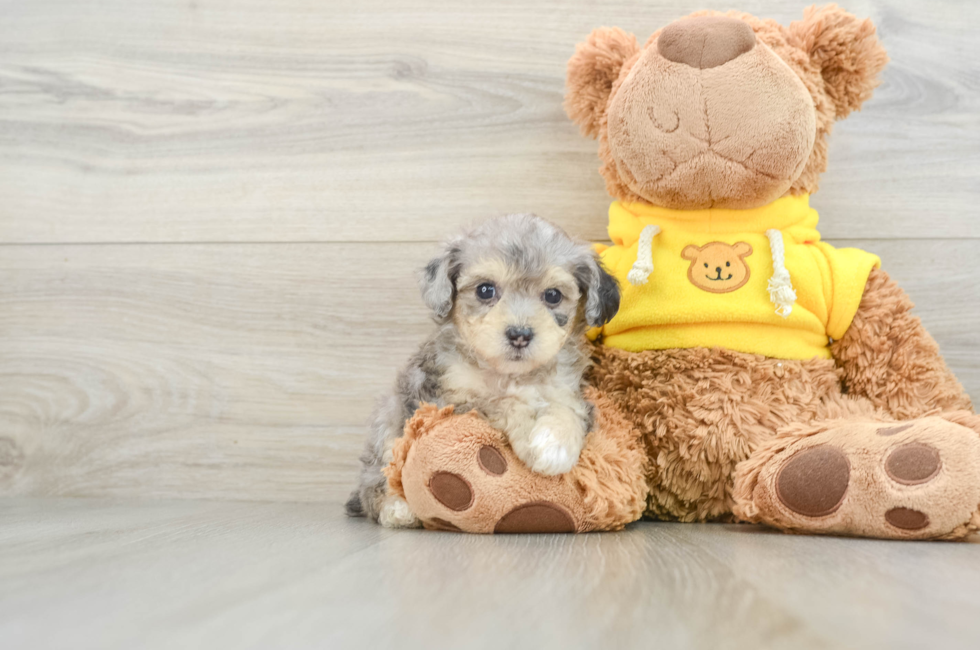 6 week old Mini Aussiedoodle Puppy For Sale - Windy City Pups