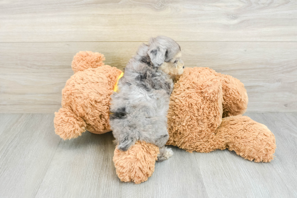 Mini Aussiedoodle Puppy for Adoption