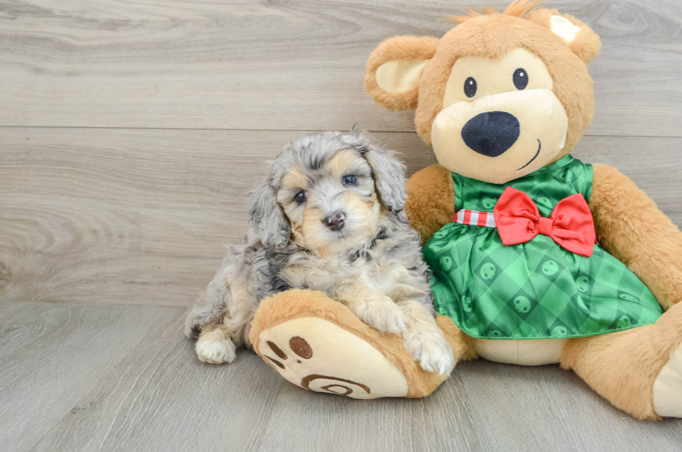 5 week old Mini Aussiedoodle Puppy For Sale - Windy City Pups