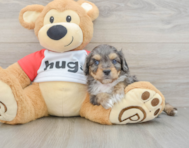 9 week old Mini Aussiedoodle Puppy For Sale - Windy City Pups
