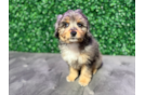 Cute Mini Aussiedoodle Poodle Mix Pup