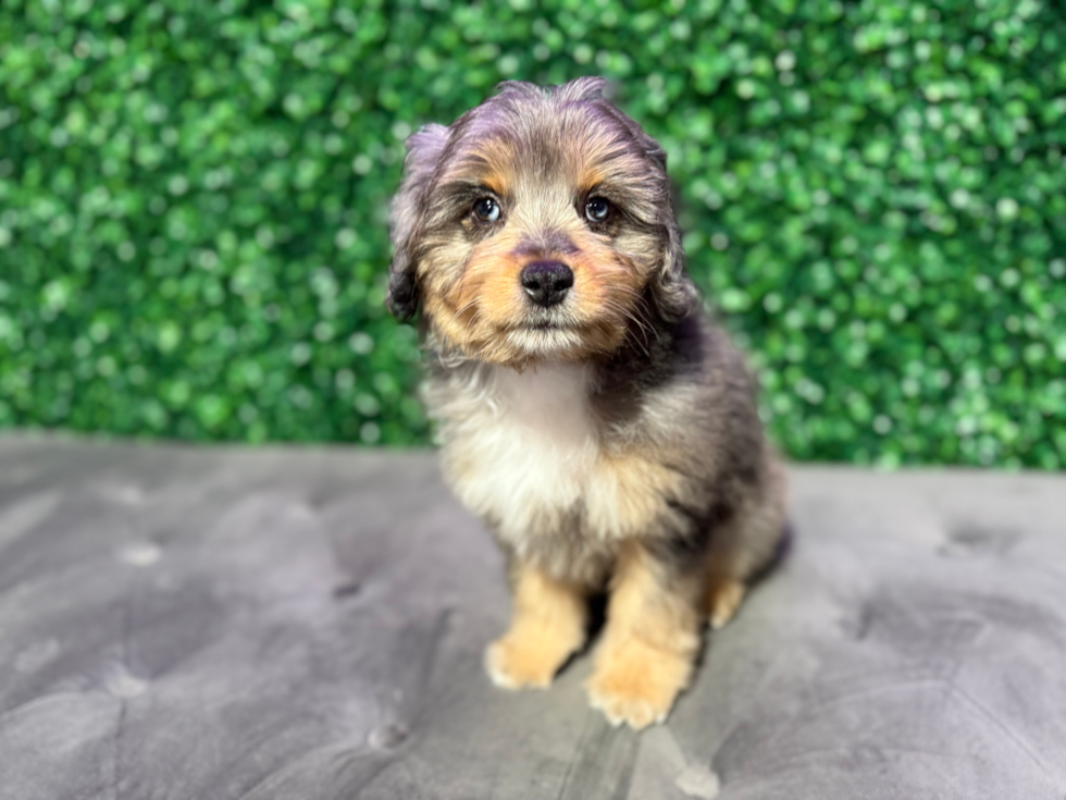 Cute Mini Aussiedoodle Poodle Mix Pup