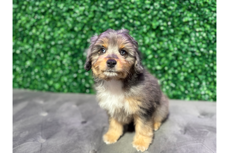Cute Mini Aussiedoodle Poodle Mix Pup