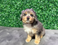 9 week old Mini Aussiedoodle Puppy For Sale - Windy City Pups