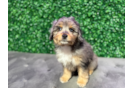 Cute Mini Aussiedoodle Poodle Mix Pup